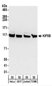 Detection of Human and Mouse KIF5B by Western Blot. Samples: Whole cell lysate (50 ug) from HeLa, 293T, Jurkat, and mouse TCMK-1 cells. Antibodies: Affinity purified rabbit anti-KIF5B antibody used for WB at 1 ug/ml. Detection: Chemiluminescence with an exposure time of 30 seconds.