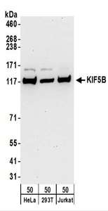Detection of Human KIF5B by Western Blot. Samples: Whole cell lysate (50 ug) from HeLa, 293T, and Jurkat and cells. Antibodies: Affinity purified rabbit anti-KIF5B antibody used for WB at 1 ug/ml. Detection: Chemiluminescence with an exposure time of 30 seconds.