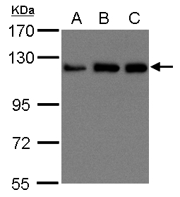 Sample (30 ug of whole cell lysate). A:293T, B: A431 , C: H1299. 15% SDS PAGE. Kinesin Heavy Chain / KIF5B antibody diluted at 1:1500.