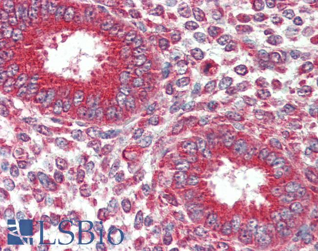 Anti-KIF5B antibody IHC of human uterus. Immunohistochemistry of formalin-fixed, paraffin-embedded tissue after heat-induced antigen retrieval. Antibody LS-B2489 concentration 5 ug/ml.