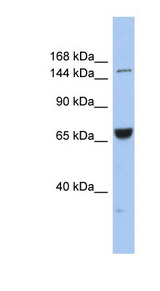KIF15 antibody LS-C109846 Western blot of COLO205 cell lysate.