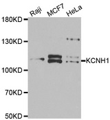Western blot analysis of extracts of various cell lines, using KCNH1 antibody.
