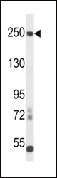 L1CAM Antibody western blot of mouse cerebellum tissue lysates (35 ug/lane). The L1CAM antibody detected the L1CAM protein (arrow).