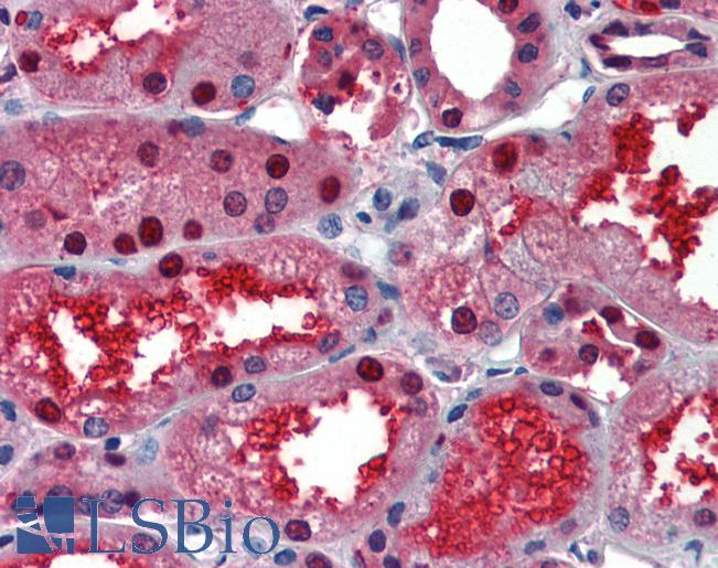 Anti-LASS2 antibody IHC of human kidney. Immunohistochemistry of formalin-fixed, paraffin-embedded tissue after heat-induced antigen retrieval. Antibody LS-B3495 concentration 5 ug/ml.