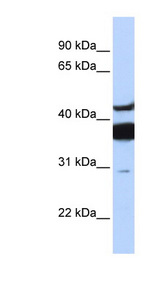 LASS2 antibody LS-B3495 Western blot of Fetal Brain lysate.