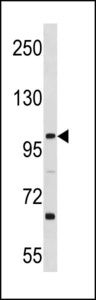 L3MBTL3 Antibody western blot of Ramos cell line lysates (35 ug/lane). The L3MBTL3 antibody detected the L3MBTL3 protein (arrow).