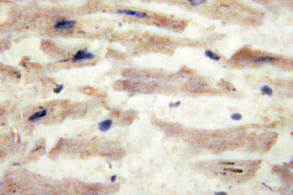 IHC of Laminin -4 (A511) pAb in paraffin-embedded human heart tissue.