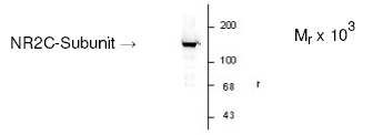 This antibody recognizes the 180 kDa 2A and 2B subunits, however, this blot was done done on the cerebellum of an older animal where there is not much 2A and 2B present. In a younger animal, you will see the 180 kDa band clearly.