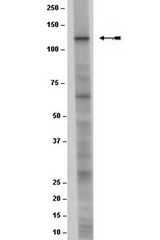 WB: Rat Brain lysate was resolved by electrophoresis, transferred to PVDF and probed with anti-NMDAR2C, clone G218B5 (1:1000 dilution). Proteins were visualized using Goat anti-mouse secondary antibody conjugated to HRP and a chemiluminescence detection system. Arrow indicates NMDAR2C (~135 kDa).