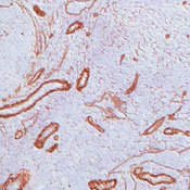Frozen human tonsil stained with peroxidase-conjugate and DAB chromogen. Note basement membrane and cell surface staining of blood vessels.