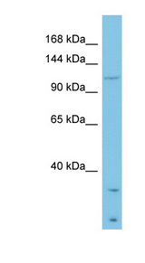 LAMB3 antibody LS-C107517 Western blot of COLO205 cell lysate.
