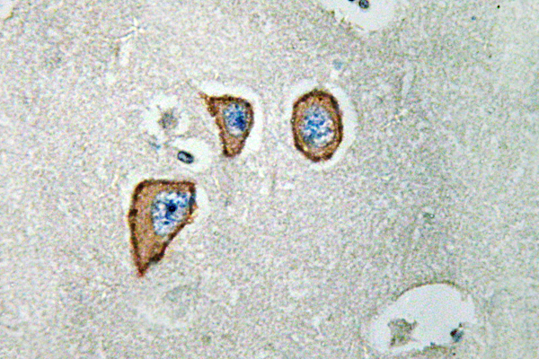 IHC of NMDA3 (P986) pAb in paraffin-embedded human brain tissue.