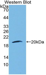Western blot of recombinant LAMB3 / Laminin Beta 3.