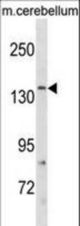 GRIN2C Antibody western blot of mouse cerebellum tissue lysates (35 ug/lane). The GRIN2C antibody detected the GRIN2C protein (arrow).