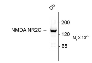 Western blot of 10 ug of rat cerebellar lysate showing specific immunolabeling of the ~140k NR2C subunit of the NMDA receptor.