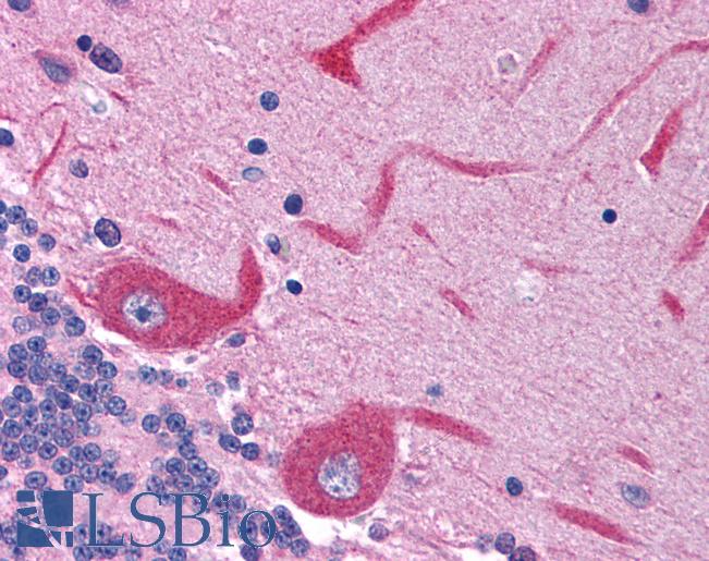 Anti-GRIN2C / NMDAR2C antibody IHC of human brain, cerebellum. Immunohistochemistry of formalin-fixed, paraffin-embedded tissue after heat-induced antigen retrieval. Antibody LS-B962 concentration 5 ug/ml.