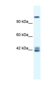 GRIN2C / NMDAR2C antibody LS-B962 Western blot of Jurkat lysate.