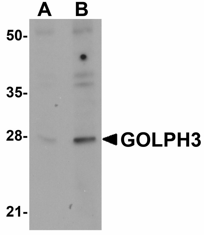 Western blot of GOLPH3 in rat lung tissue lysate with GOLPH3 antibody at (A) 0.5 and (B) 1 ug/ml.