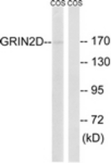 Western blot of extracts from COS7 cells, using GRIN2D Antibody. The lane on the right is treated with the synthesized peptide.