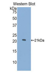 Western blot of recombinant LAMP2 / CD107b.