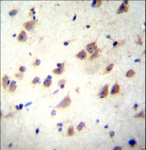 GRIN3B Antibody immunohistochemistry of formalin-fixed and paraffin-embedded human brain tissue followed by peroxidase-conjugated secondary antibody and DAB staining.
