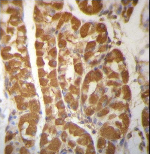 ROBLD3 Antibody immunohistochemistry of formalin-fixed and paraffin-embedded human stomach tissue followed by peroxidase-conjugated secondary antibody and DAB staining.