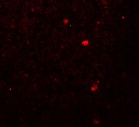 Immunofluorescence of LAMTOR2 in human spleen tissue with LAMTOR2 antibody at 20 ug/mL.