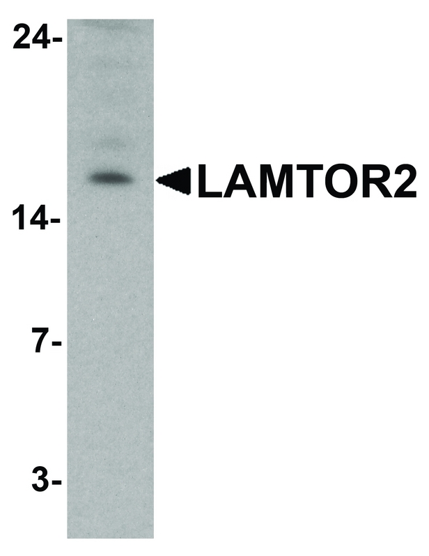 Western blot analysis of LAMTOR2 in HepG2 cell lysate with LAMTOR2 antibody at 1 ug/ml.
