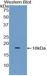 Western blot of recombinant LAMTOR3 / MP1.
