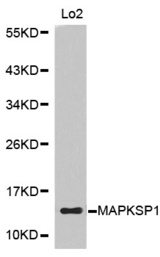 Western blot analysis of extracts of L02 cell line, using MAPKSP1 antibody.