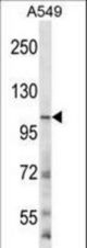GRIN3B Antibody western blot of A549 cell line lysates (35 ug/lane). The GRIN3B antibody detected the GRIN3B protein (arrow).