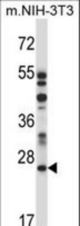 LAPTM4A Antibody western blot of mouse NIH-3T3 cell line lysates (35 ug/lane). The LAPTM4A antibody detected the LAPTM4A protein (arrow).