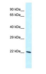 LAPTM4B antibody Western Blot of NIH-3T3.