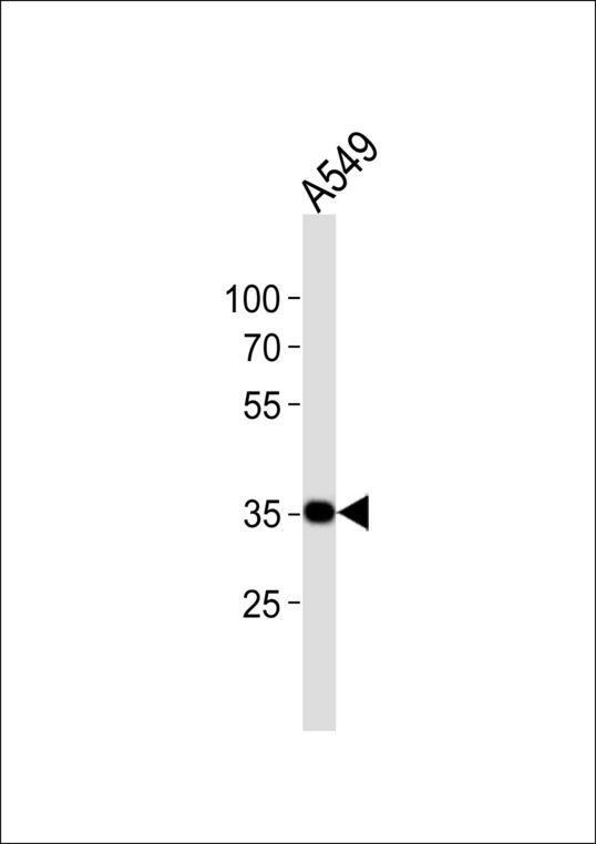 Western blot of lysate from A549 cell line with LAPTM4B Antibody (3). Antibody was diluted at 1:1000. A goat anti-rabbit IgG H&L (HRP) at 1:10000 dilution was used as the secondary antibody. Lysate at 20 ug.