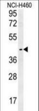 LAPTM5 Antibody western blot of NCI-H460 cell line lysates (35 ug/lane). The LAPTM5 antibody detected the LAPTM5 protein (arrow).