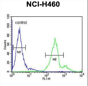 LAPTM5 Antibody flow cytometry of NCI-H460 cells (right histogram) compared to a negative control cell (left histogram). FITC-conjugated goat-anti-rabbit secondary antibodies were used for the analysis.