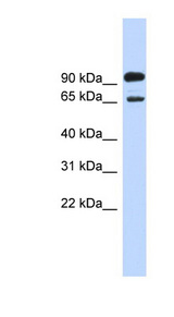 LARGE antibody LS-C111103 Western blot of HepG2 cell lysate.