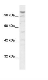 HepG2 Cell Lysate