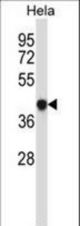 GRINA Antibody western blot of HeLa cell line lysates (35 ug/lane). The GRINA antibody detected the GRINA protein (arrow).