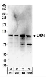 Detection of Human LARP4 by Western Blot. Samples: Whole cell lysate from 293T (15 and 50 ug), HeLa (50 ug), and Jurkat (50 ug) cells. Antibodies: Affinity purified rabbit anti-LARP4 antibody used for WB at 0.4 ug/ml. Detection: Chemiluminescence with an exposure time of 3 minutes.