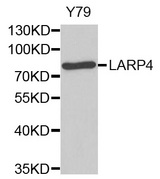 Western blot analysis of extracts of Y79 cell lines, using LARP4 antibody.