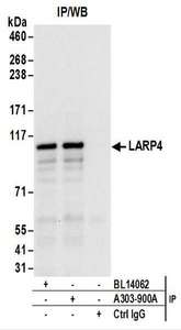 Detection of Human LARP4 by Western Blot of Immunoprecipitates. Samples: Whole cell lysate (1 mg for IP; 20% of IP loaded) from 293T cells. Antibodies: Affinity purified rabbit anti-LARP4 antibody used for IP at 6 ug/mg lysate. LARP4 was also immunoprecipitated by rabbit anti-LARP4 antibody BL14062. For blotting immunoprecipitated , was used at 1 ug/ml. Detection: Chemiluminescence with an exposure time of 10 seconds.