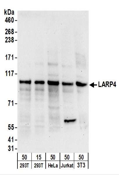Detection of Human and Mouse LARP4 by Western Blot. Samples: Whole cell lysate from 293T (15 and 50 ug), HeLa (50 ug), Jurkat (50 ug), and mouse NIH3T3 (50 ug) cells. Antibodies: Affinity purified rabbit anti-LARP4 antibody used for WB at 0.4 ug/ml. Detection: Chemiluminescence with an exposure time of 30 seconds.