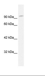 Fetal Muscle Lysate