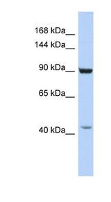 GRIP1 antibody LS-C109675 Western blot of HepG2 cell lysate.