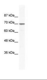 HepG2 Cell Lysate