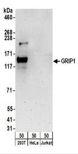 Detection of Human GRIP1 by Western Blot. Samples: Whole cell lysate (50 ug) from 293T, HeLa, and Jurkat cells. Antibodies: Affinity purified rabbit anti-GRIP1 antibody used for WB at 0.1 ug/ml. Detection: Chemiluminescence with an exposure time of 3 minutes.