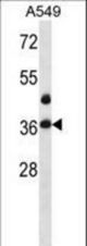 LASP1 Antibody western blot of A549 cell line lysates (35 ug/lane). The LASP1 antibody detected the LASP1 protein (arrow).