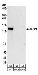 Detection of Human GRIP1 by Western Blot. Samples: Whole cell lysate (50 ug) from 293T, HeLa, and Jurkat cells. Antibodies: Affinity purified rabbit anti-GRIP1 antibody used for WB at 0.4 ug/ml. Detection: Chemiluminescence with an exposure time of 3 minutes.
