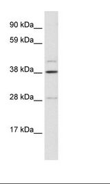 Fetal Liver Lysate